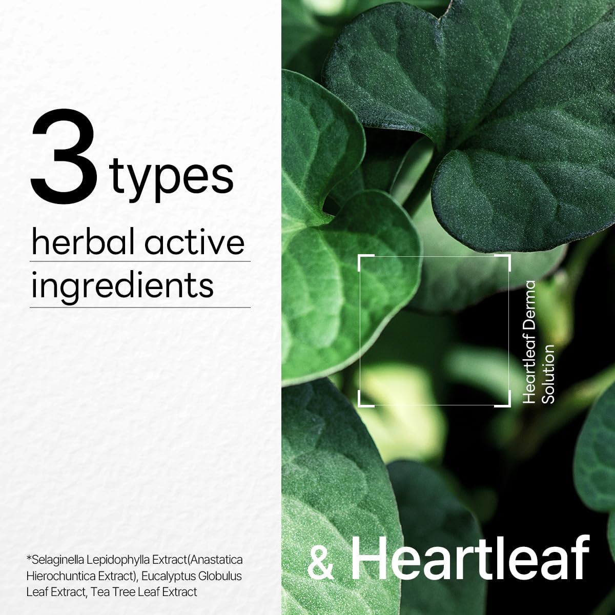 MEDIHEAL Dermaplus Mask 10Pcs - Heartleaf Health & Beauty oceanbuy beauty markham toronto free ship USA asian korean skincare