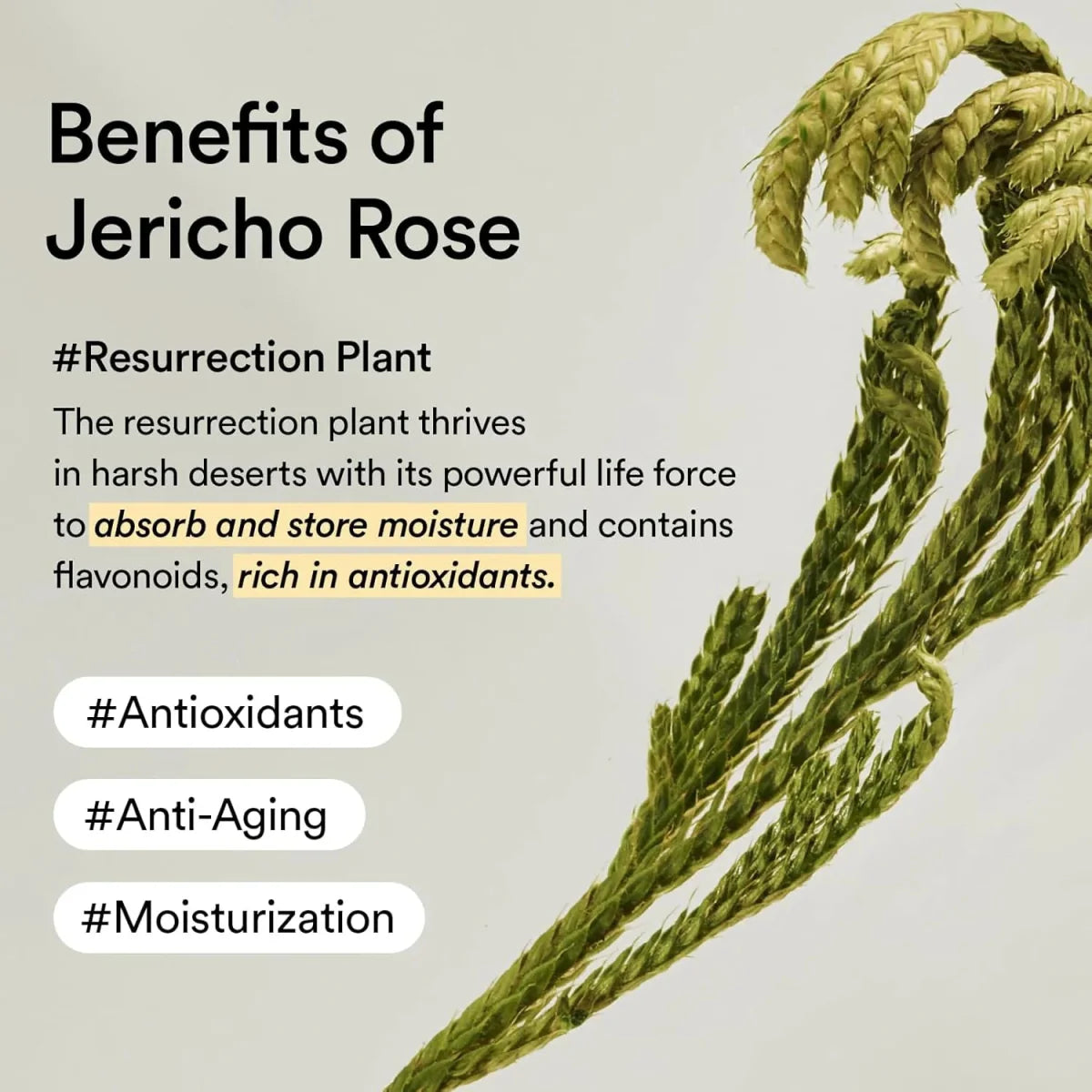ABIB Collagen Eye Patch Jericho Rose Jelly 60Pcs Health & Beauty
